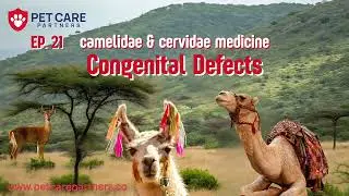 EP 21: Congenital Abnormalities in Camelidae & Cervidae for Vets & Owners (NAVLE Review)