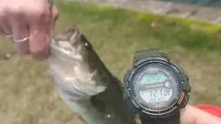 Beautiful Bass 5th fish of the day Casio fish timer