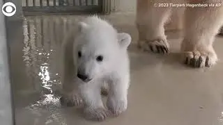 Polar bear cub born at zoo in Germany