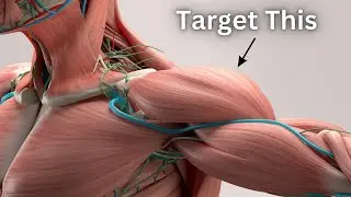 Shoulder Muscle Anatomy And Exercises To Train It