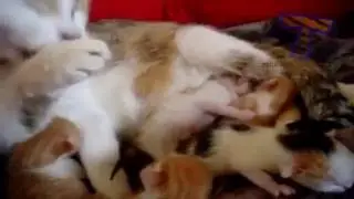 Прикольные малыши пьют молоко  Funny baby animals drinking milk