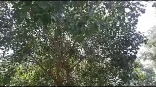 Benfish Bakkhali Holidays Travel Freserganj Sea_Beach Holiday Hasnad Travel
