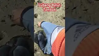 ciri -ciri lubang belut tambak #shotrs #belut #lubang