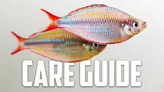 Neon Dwarf Rainbow Care Guide - Aquarium Co-Op