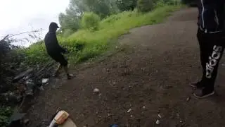 Noķer peli,ja vari Mārtiń!