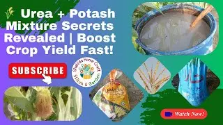 🌾 Urea + Potash Mixture Secrets Revealed | Boost Crop Yield Fast!