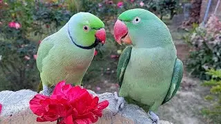 Shafin and Alex Cutest Talking Parrot Couple Playing with Flowers