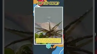 Fun Facts about Diving Bell Spider: Master of Underwater Abodes #wildlife #shorts