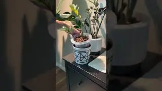 Plant Check: Variegated ZZ Plant #plants #indoorplant #LECA #zzplant #semihydroponics #roomwithry