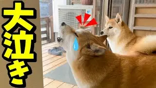大好きな兄との別れ際、大泣きしながら引き止める柴犬ちくわが切ない