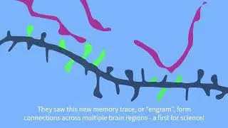 Stanford neuroscientists observe memory formation in real time
