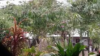 Lorikeets getting drunk on Pink 💐 of   Melicope elleryana