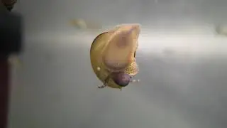 Cipangopaludina leucythoides улитка- чистильщик  05.05.18.
