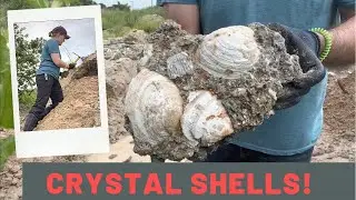 DRYLAND SHELLING for 1.5 million year old calcified crystal seashells! 🐚✨