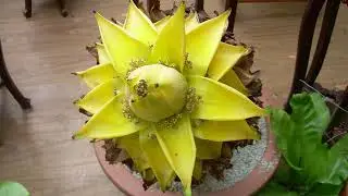 Exotic flowers and rare herbs .