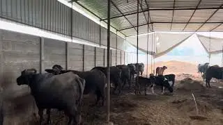 Rao dairy farm Rewari Haryana 