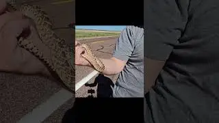 Sonoran Gopher Snake - Will It Bite?