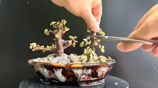 Pruning my &ldquo;Bunzan&rdquo; Bonsai Forest (Portulacaria Afra)