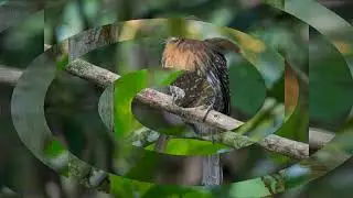 Meet the Moustached Puffbird: A Striking Neotropical Resident