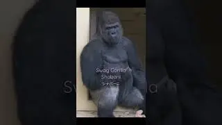 Silverback Gorilla Enjoys Sniffing A Female #gorilla #shabani