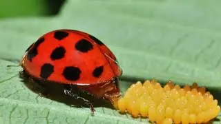 Ladybug🐞 laying eggs #ladybuglayingeggs