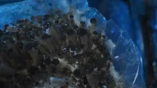 Black Poplar  Mushroom Time Lapse (Agrocybe aegerita)