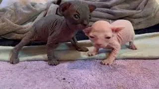 NEW BORN BABY SPHYNX