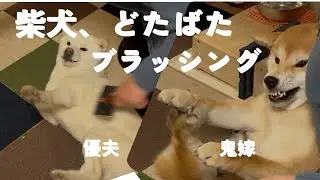柴犬、どたばたブラッシング#白柴＃赤柴＃ご飯#散歩＃掃除#ヤンチャガール ＃多頭飼い＃犬のいる生活＃癒し＃可愛い#楽しい1日#6ヶ月＃5才＃鬼嫁＃優夫#あそび#犬バカ