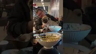 За вкусняшку можно и родителей променять😅 #dog #pugg #собака #pugh #собаки #puggy #puglife