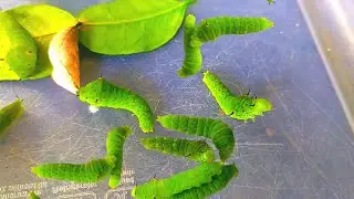 Hunting for insects💥 I found a green caterpillar on a soursop tree