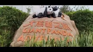 Мир панд в океанариуме Ocean Park Hongkong.