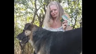 Ceaiul de galbenele o binecuvintare...🤗🙏🤗