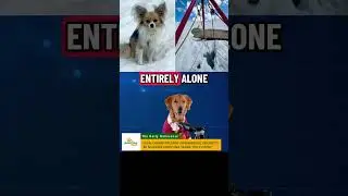 Lost on the Ice: The Incredible Story of a Dog Who Wouldn&rsquo;t Leave