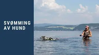 Svømmetrening Hund