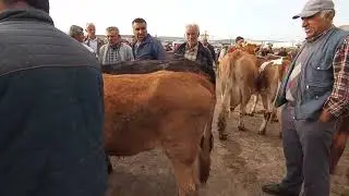 ÇORUM SUNGURLU HAYVAN PAZARI 25 MAYIS PERŞEMBE BÜYÜKBAŞ 2. BÖLÜM         MURAT GÜRGİL