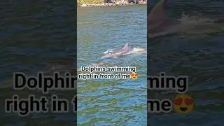 Wild Dolphins Up Close | Milford Sound Cruise 🇳🇿 Part 5 #shorts #dolphins #newzealand #milfordsound
