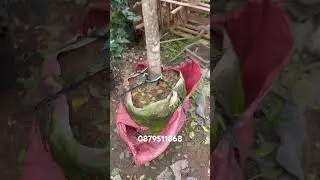 Hoa tr&agrave; my c&acirc;y cổ thụ LH em @879511868 #hoatramy #quynhhuonggarden #caycanh #xuhuong