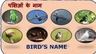 Bird's Name || पक्षियों के नाम || Birds Vocabulary || Early Learning Kids