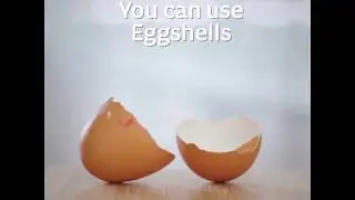 Feed your plants egg shells