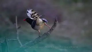 Red billed blue magpie, Urocissa erythroryncha