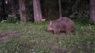 A very itchy wombat in kangaroo valley near Sydney Australia