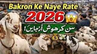Goats New Prices 2026 | Lalukhet Sunday Bakra Mandi | Mandi Ki Dunya