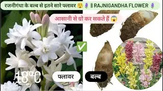 रजनीगंधा के बल्ब से इतने सारे फ्लावर 😲🪻 || Rajnigandha Flower 🪻|| Garden Video #gardening #plants 