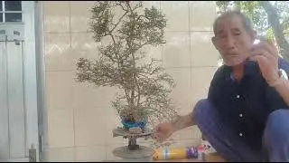 M916 gl c&acirc;y sơn liễu 450k LH 0707713796 Khương bonsai 