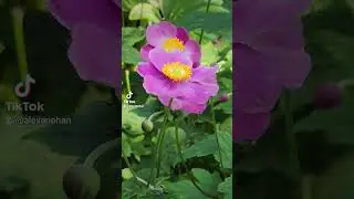 Anemone is a genus of flowering plants in the buttercup family Ranunculaceae. Plants of the genus