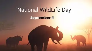 National Wildlife Day 2020 Best Whatsapp Status Video | 4th September 2020