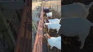 They are Off!! #goat #goats #goatfarming #goatlife #goatlovers #goatfarm #boergoats