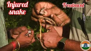 cat snake species। semi venomous snakes bite information। Injured snake treatment video