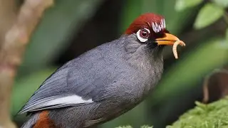 Chestnut-capped Laughingthrush eat worm | Fraser&rsquo;s Hill
