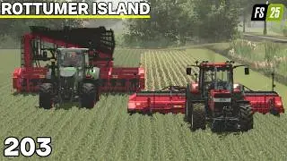 Suikerbieten Oogsten Met De Trekker & Veel Verdienen | Rottumer Island #203 | FS25